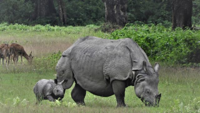 Gataa Ridha गैँडा संरक्षणसम्बन्धी अन्तर्राष्ट्रिय छलफल « Yo Bela